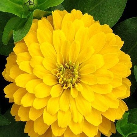 Zinnia%20Kirli%20Hanım%20Çiçeği%20%20Çiçek%20Tohumu%20%201%20PAKET%20(30%20Adet)